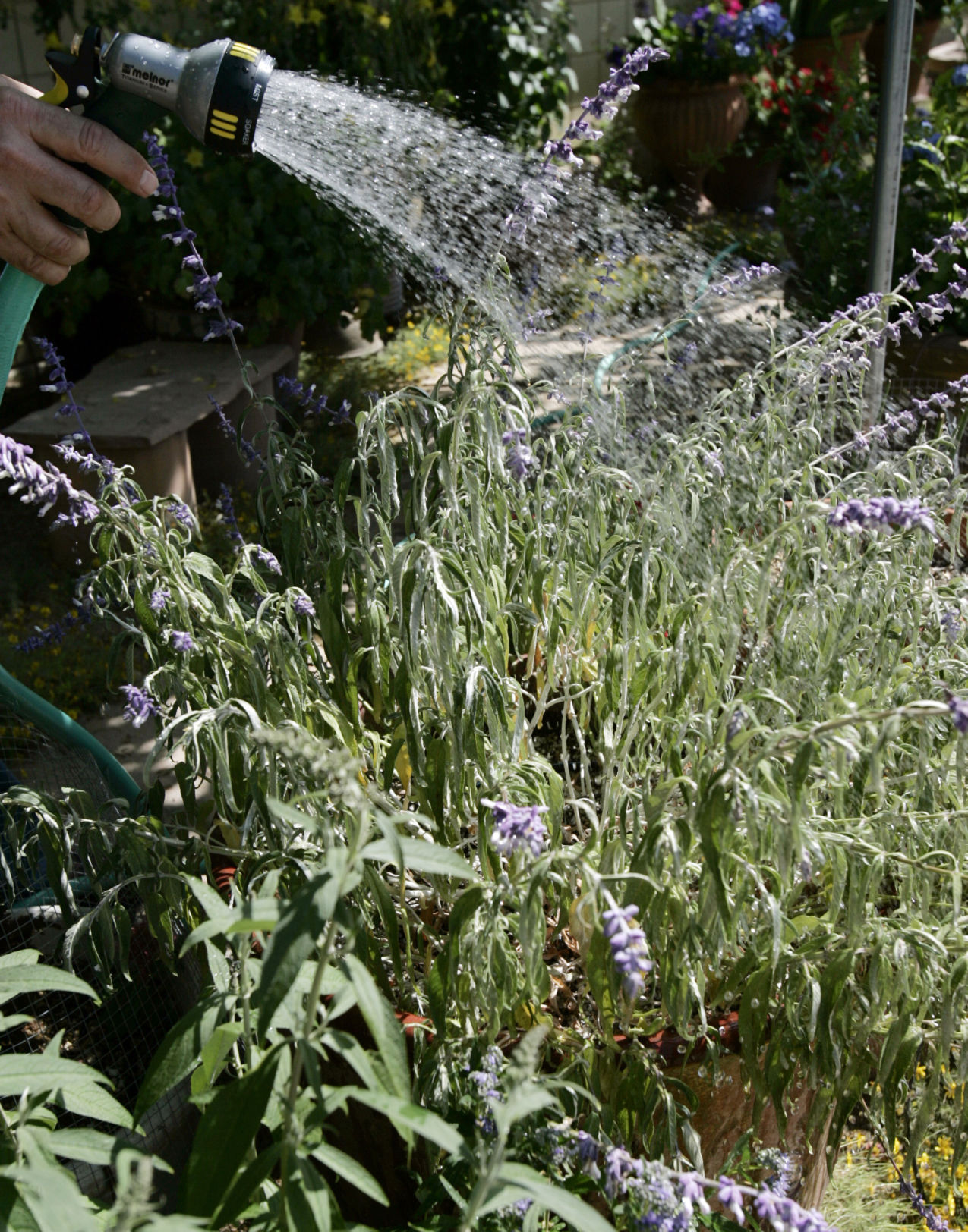 Container gardening